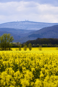 Rapsfeld in Wernigerode