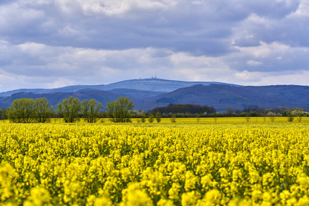 Rapsfeld in Wernigerode
