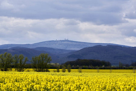 Rapsfeld in Wernigerode