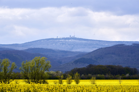 Rapsfeld in Wernigerode