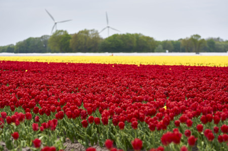 Tulpenfelder in Meine