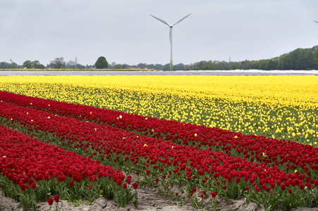 Tulpenfelder in Meine