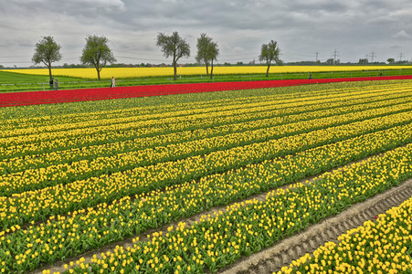 Tulpenfelder in Meine