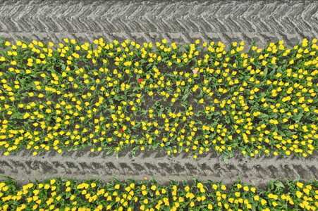 Tulpenfelder in Meine