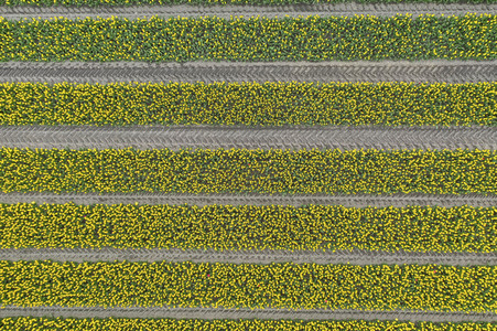 Tulpenfelder in Meine