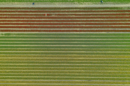 Tulpenfelder in Meine