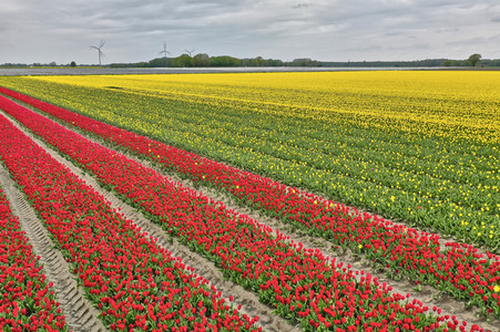 Tulpenfelder in Meine