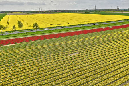 Tulpenfelder in Meine