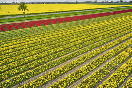 Tulpenfelder in Meine