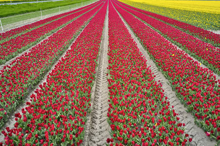 Tulpenfelder in Meine