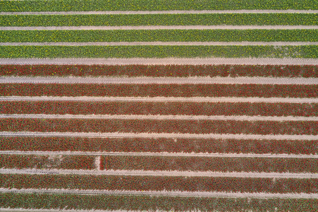 Tulpenfelder in Meine