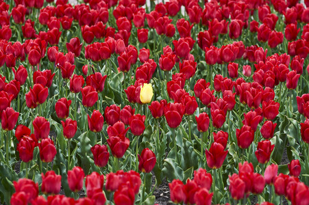 Tulpenfelder in Meine