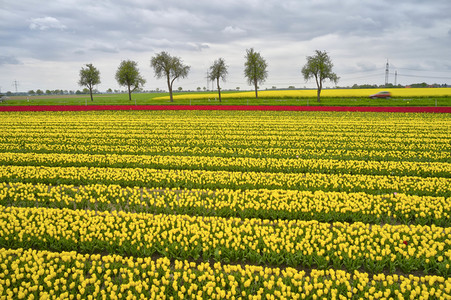 Tulpenfelder in Meine