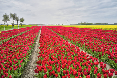 Tulpenfelder in Meine