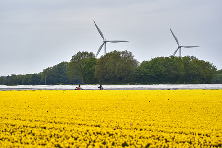Tulpenfelder in Meine