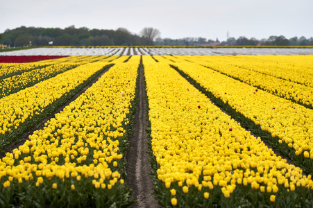 Tulpenfelder in Meine