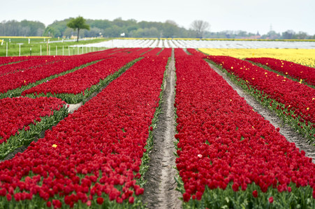 Tulpenfelder in Meine
