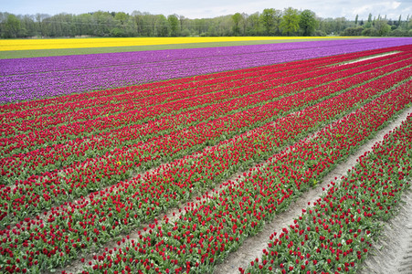 Tulpenfelder in Meine