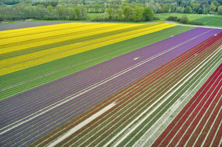 Tulpenfelder in Meine