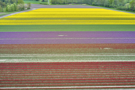 Tulpenfelder in Meine