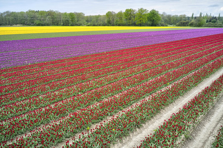 Tulpenfelder in Meine