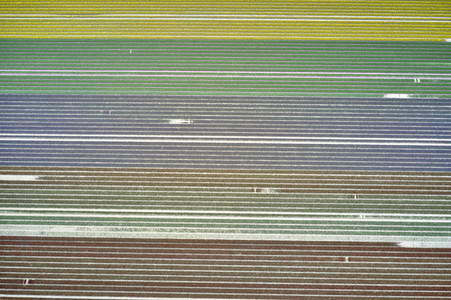 Tulpenfelder in Meine