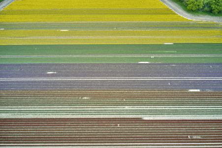 Tulpenfelder in Meine