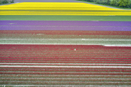 Tulpenfelder in Meine