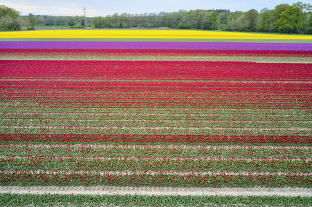 Tulpenfelder in Meine