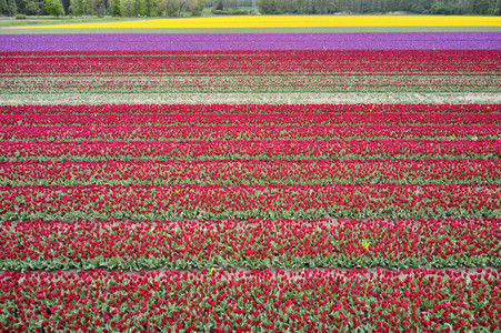 Tulpenfelder in Meine