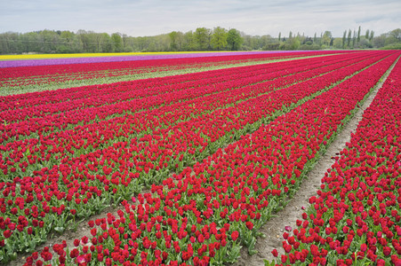Tulpenfelder in Meine