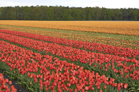 Tulpenfelder in Meine