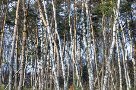 Symbolfoto Holzknappheit