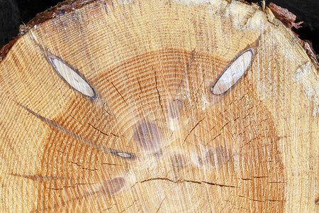 Symbolfoto Holzknappheit