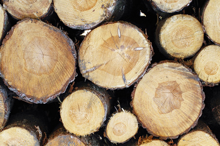 Symbolfoto Holzknappheit