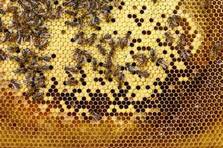Symbolfoto Bienen
