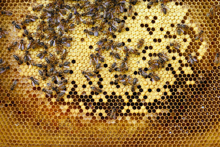 Symbolfoto Bienen