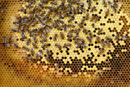 Symbolfoto Bienen