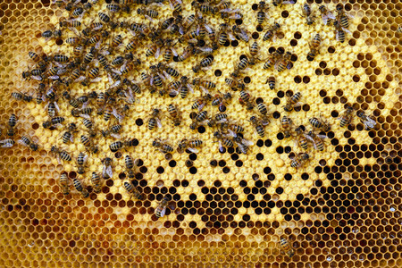Symbolfoto Bienen
