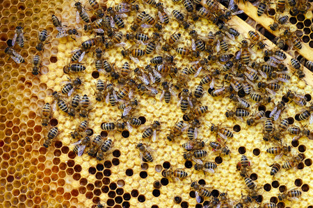 Symbolfoto Bienen