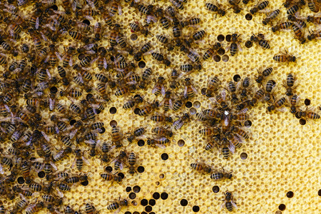 Symbolfoto Bienen