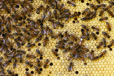 Symbolfoto Bienen