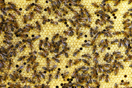 Symbolfoto Bienen
