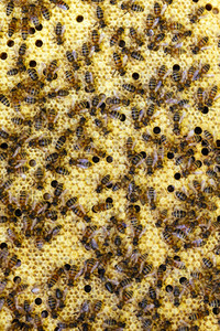 Symbolfoto Bienen