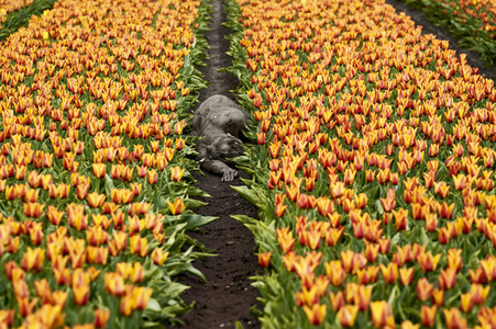 NATURE ART: Tulpenfeld / Tulip Field Bodypainting