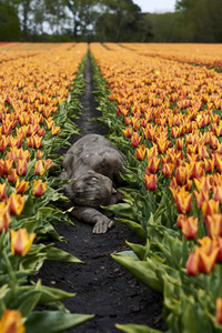 NATURE ART: Tulpenfeld / Tulip Field Bodypainting