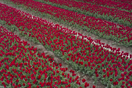 NATURE ART: Tulpenfeld / Tulip Field Bodypainting