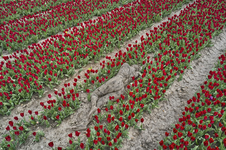 NATURE ART: Tulpenfeld / Tulip Field Bodypainting