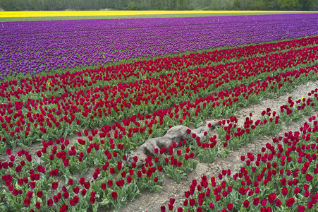 NATURE ART: Tulpenfeld / Tulip Field Bodypainting
