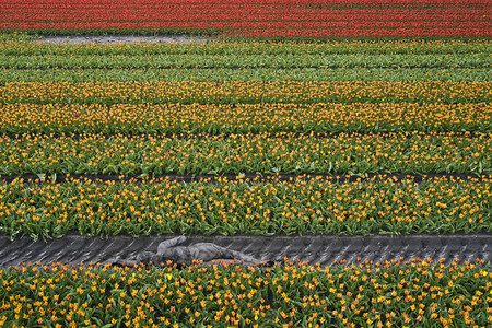 NATURE ART: Tulpenfeld / Tulip Field Bodypainting